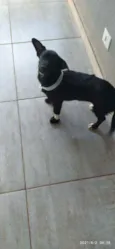 Neguinha