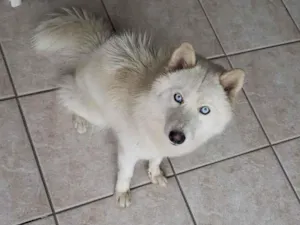 Cachorro raça husky siberiano idade 1 ano nome Cloe