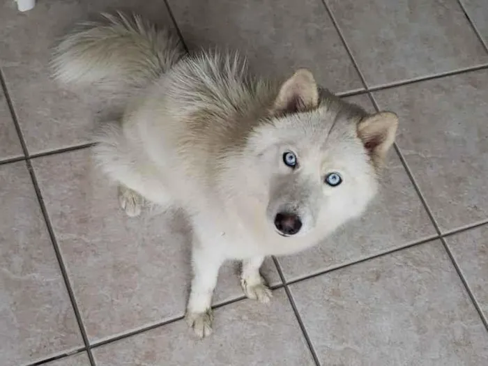 Cachorro ra a husky siberiano idade 1 ano nome Cloe