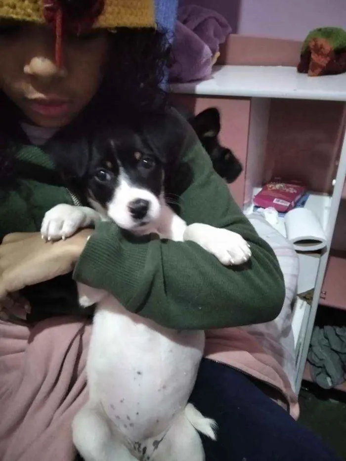 Cachorro raça Não sei idade 2 a 6 meses nome Pipoca