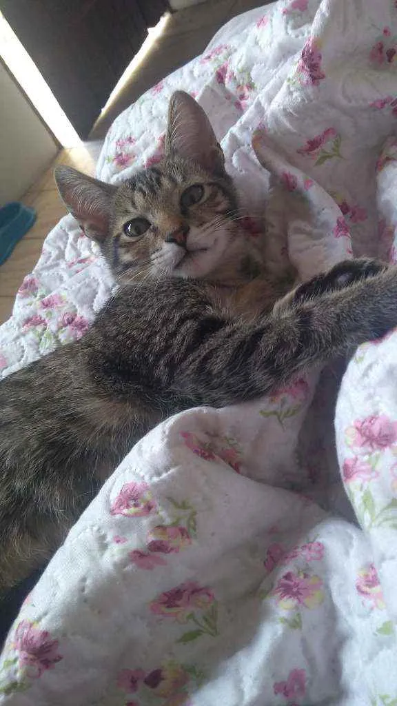 Gato ra a Não definida  idade 2 a 6 meses nome Symba e Fred