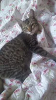 Symba e Fred