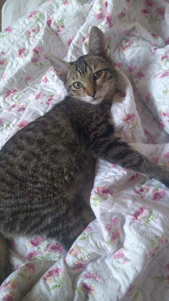 Gato ra a Não definida  idade 2 a 6 meses nome Symba e Fred