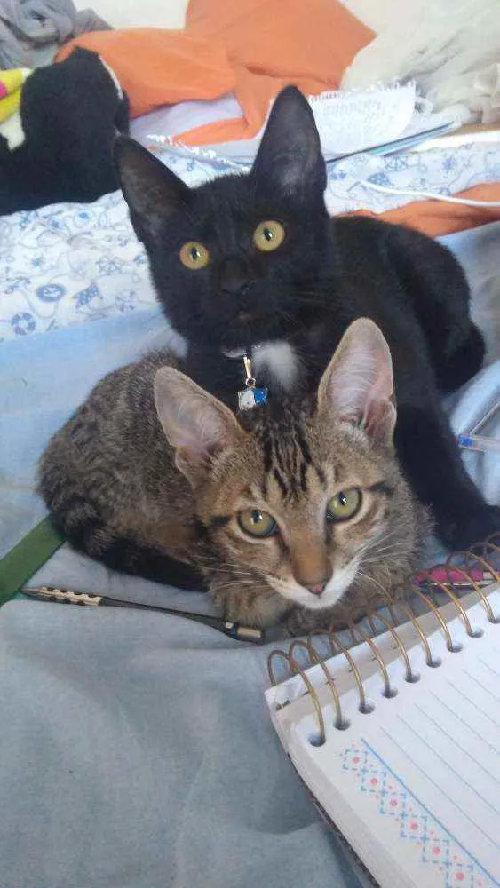 Gato ra a Não definida  idade 2 a 6 meses nome Symba e Fred