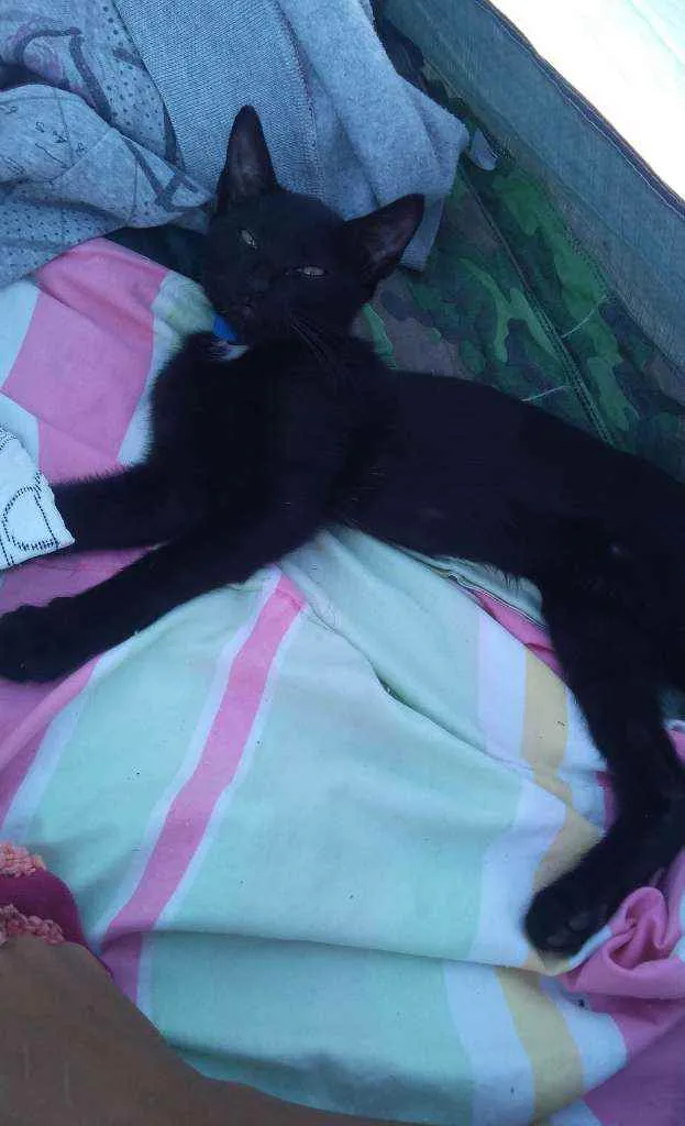 Gato ra a Não definida  idade 2 a 6 meses nome Symba e Fred