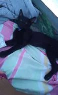 Symba e Fred