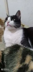 Pretinh
