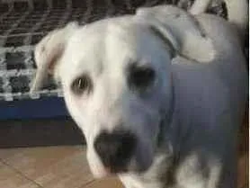 Cachorro raça MESTIÇO  idade 3 anos nome Zeus