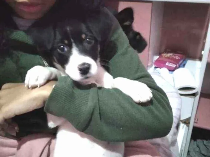 Cachorro raça Não sei idade 2 a 6 meses nome Pipoca