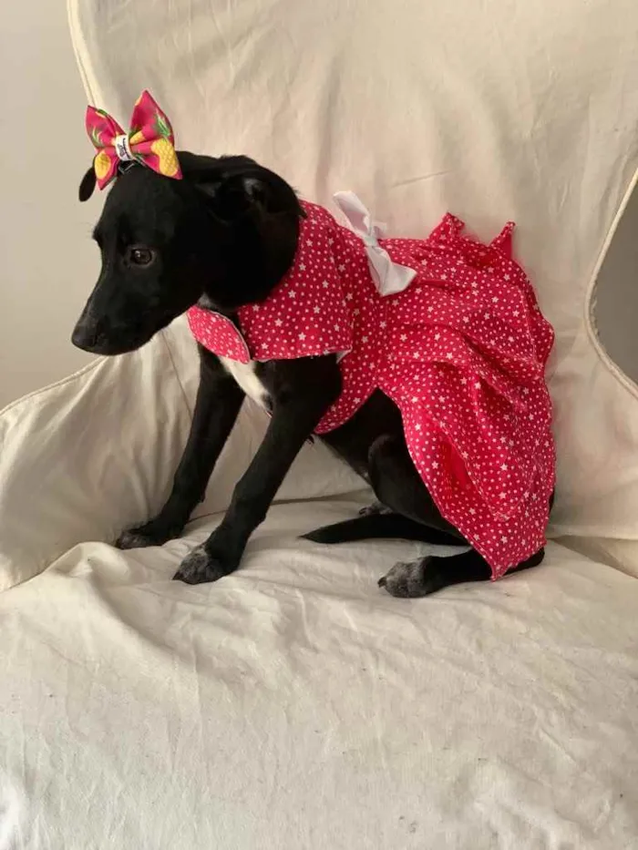 Cachorro ra a Sem Raça Definida idade 2 a 6 meses nome Lola
