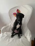 Lola