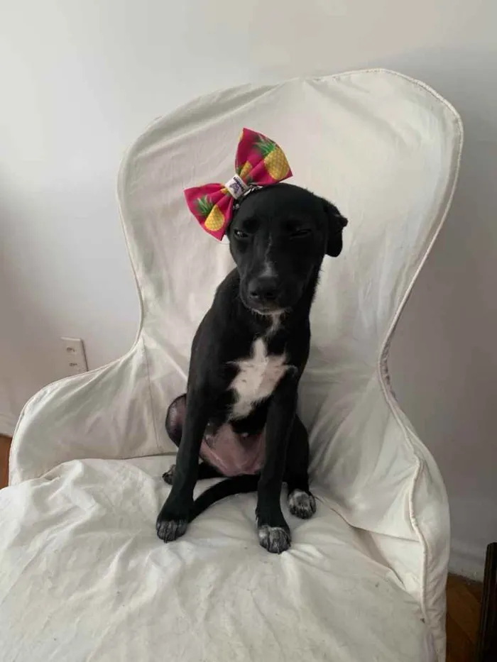 Cachorro ra a Sem Raça Definida idade 2 a 6 meses nome Lola