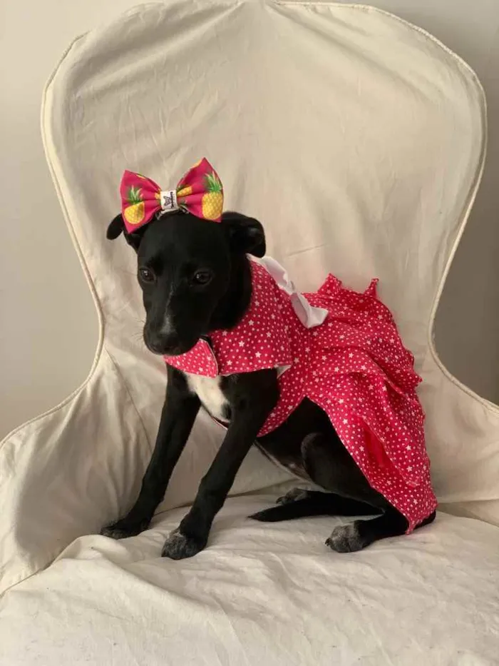 Cachorro ra a Sem Raça Definida idade 2 a 6 meses nome Lola