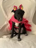 Lola
