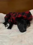 Lola