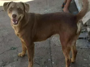 Cachorro raça Vira lata idade 7 a 11 meses nome Belinha