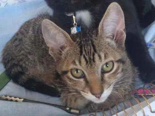 Gato ra a Não definida  idade 2 a 6 meses nome Symba e Fred