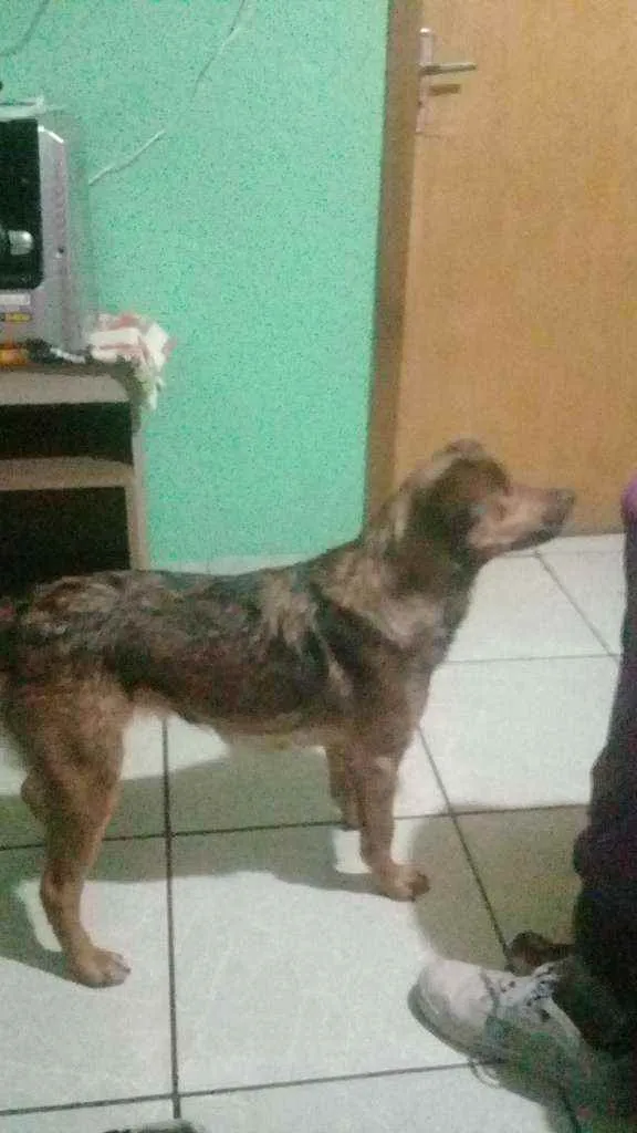 Cachorro ra a Vira lata idade 4 anos nome Natacha