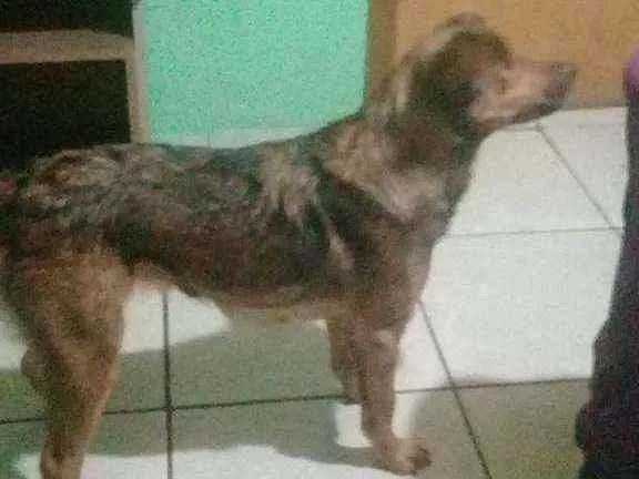 Cachorro ra a Vira lata idade 4 anos nome Natacha