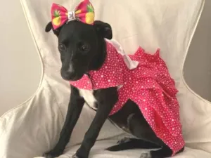 Cachorro raça Sem Raça Definida idade 2 a 6 meses nome Lola