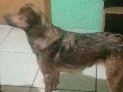 Cachorro ra a Vira lata idade 4 anos nome Natacha