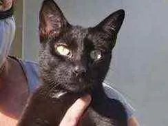 Gato raça Srd idade 7 a 11 meses nome Lua 