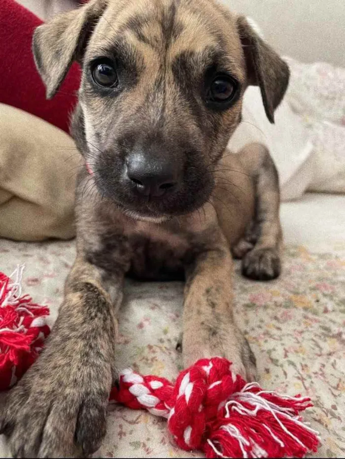 Cachorro ra a Sem Raça Definida  idade 2 a 6 meses nome Sem Nome