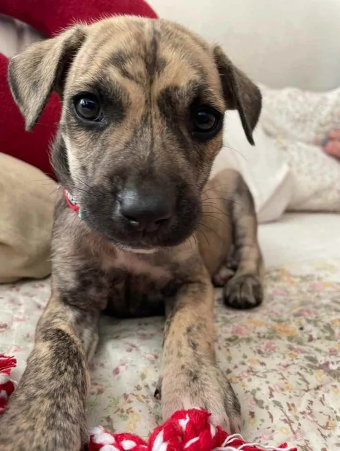 Cachorro ra a Sem Raça Definida  idade 2 a 6 meses nome Sem Nome