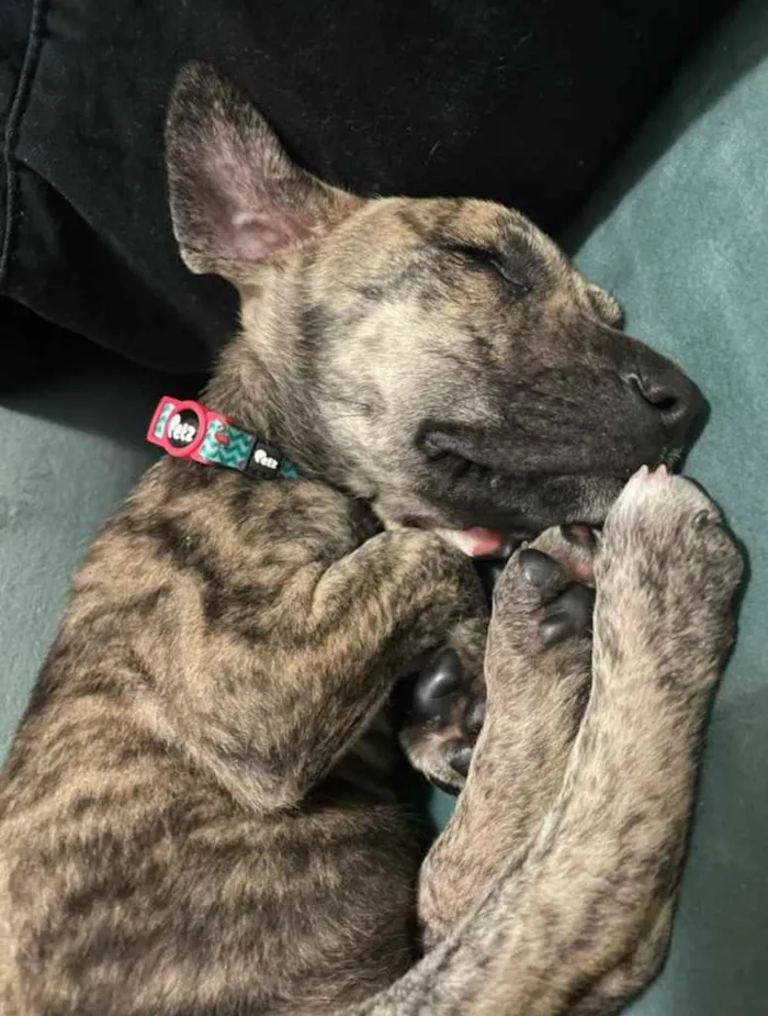 Cachorro ra a Sem Raça Definida  idade 2 a 6 meses nome Sem Nome