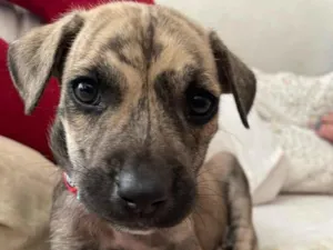 Cachorro raça Sem Raça Definida  idade 2 a 6 meses nome Sem Nome