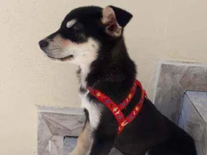 Cachorro raça Mestiço pastor Belga com RND idade 2 a 6 meses nome Jade
