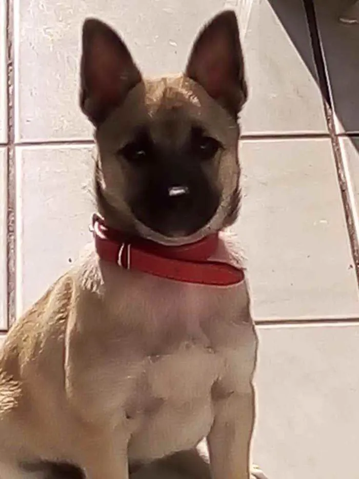 Cachorro ra a Sem raça idade 2 a 6 meses nome Liza