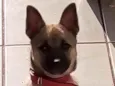 Liza