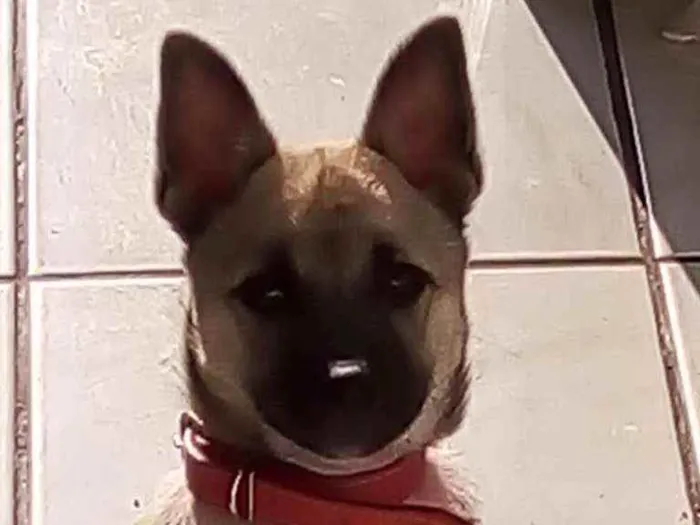 Cachorro ra a Sem raça idade 2 a 6 meses nome Liza