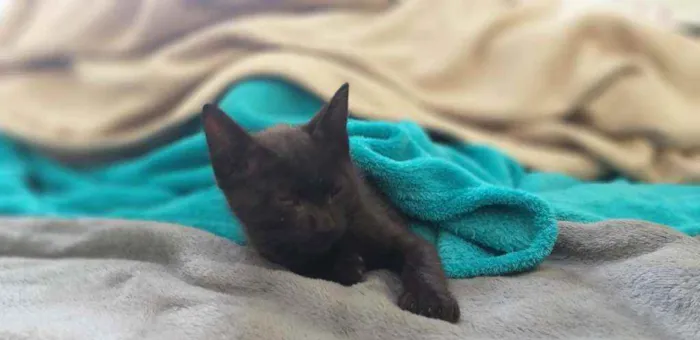 Gato ra a SRD idade Abaixo de 2 meses nome Stivie Wonder 