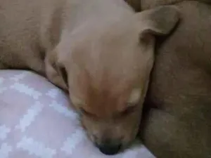 Cachorro raça SRD idade Abaixo de 2 meses nome Sem nome