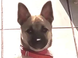 Cachorro raça Sem raça idade 2 a 6 meses nome Liza
