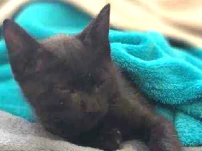 Gato ra a SRD idade Abaixo de 2 meses nome Stivie Wonder 