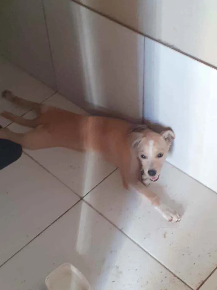 Cachorro ra a Indefinida idade 2 a 6 meses nome Lindinha