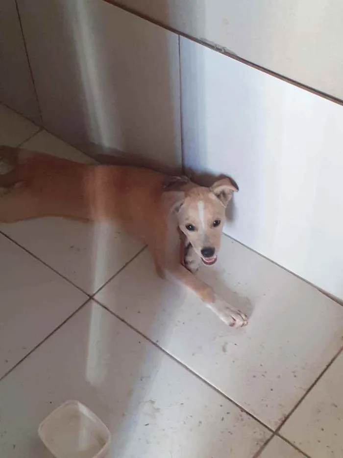Cachorro ra a Indefinida idade 2 a 6 meses nome Lindinha