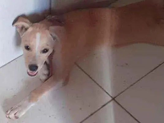 Cachorro ra a Indefinida idade 2 a 6 meses nome Lindinha