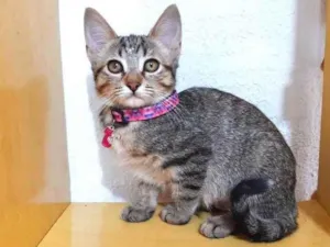 Gato raça Srd idade 2 a 6 meses nome Filhotes tigradas