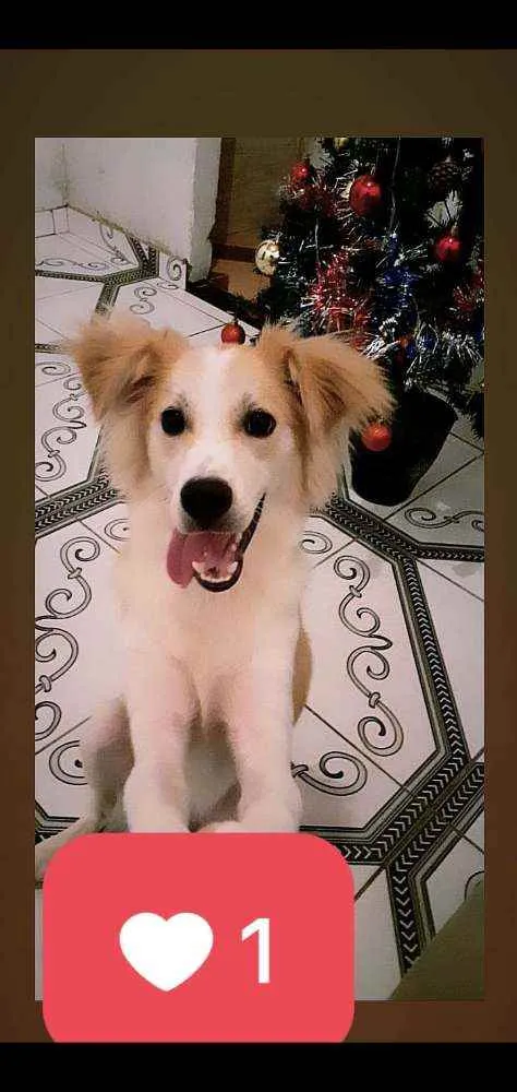 Cachorro raça  idade 1 ano nome Ralf