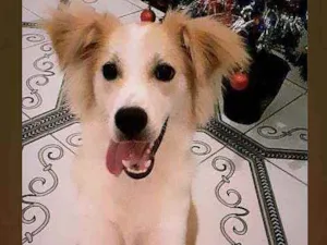 Cachorro raça  idade 1 ano nome Ralf