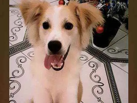 Cachorro raça  idade 1 ano nome Ralf