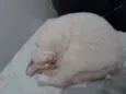 Pipoca