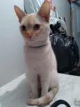 Pipoca