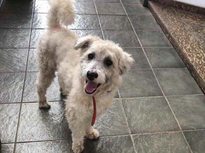 Cachorro raça Mix poodle idade 1 ano nome Bolt