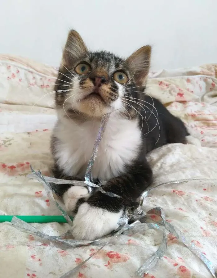 Gato ra a srd idade 2 a 6 meses nome Tokyo & Fuji