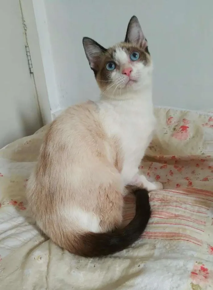 Gato ra a srd idade 2 a 6 meses nome Brenno